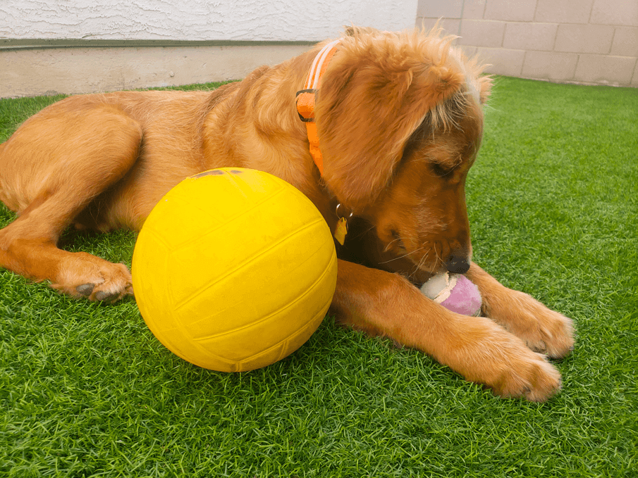 Is Artificial Turf Safe for Pets