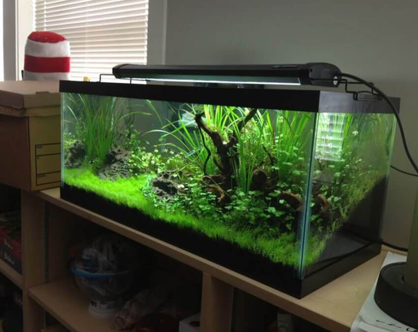 Fish Tank Decor | Artificial Grass weird Cuts