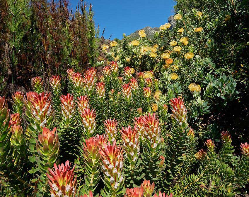 Kirstenbosch National Botanical Garden, South Africa