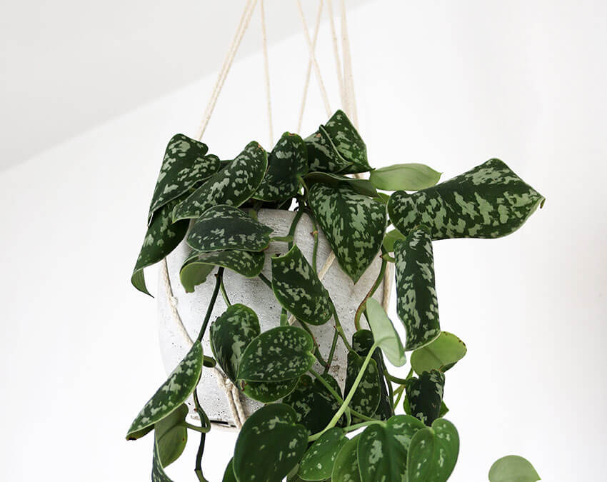 Hang it at the center | DIY your own Hanging Garden