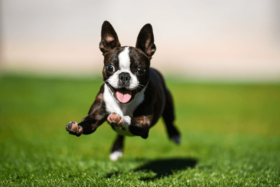 Ultimate guide natural and artificial grass dogs | Running
