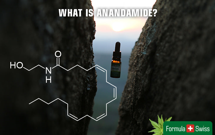 What is Anandamide