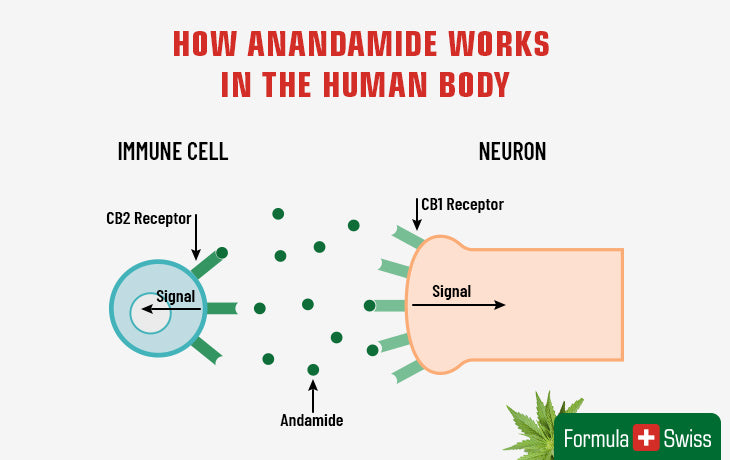 Cum funcționează anandamida în corpul uman