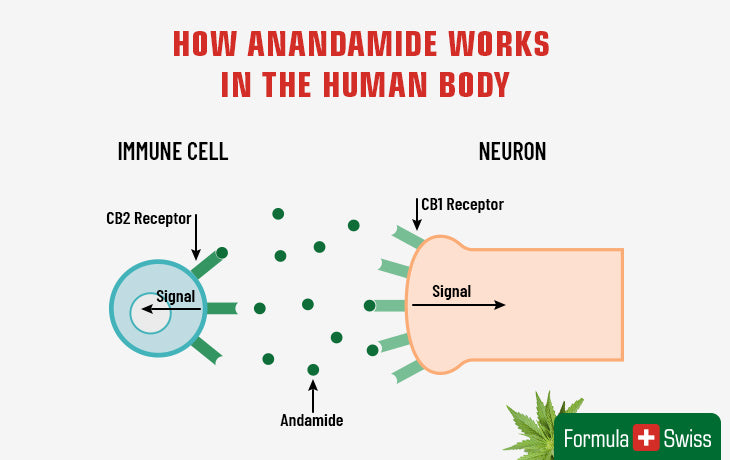 How anandamide works in the human body