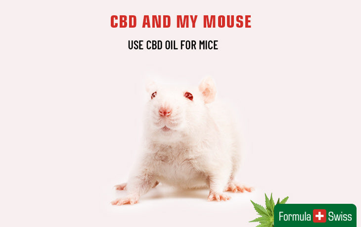 cbd for mouse