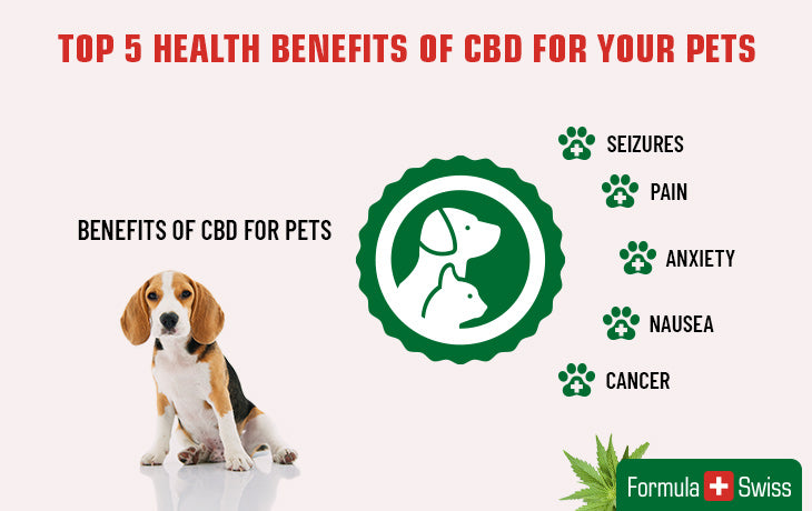cbd oil benefits for pets