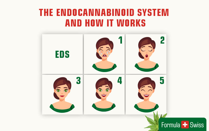 how the endocannabinoid system works