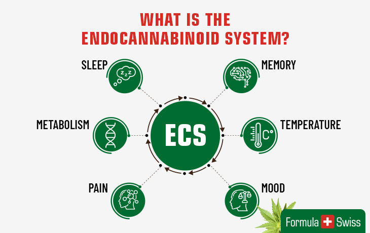 wat is het endocannabinoïde systeem