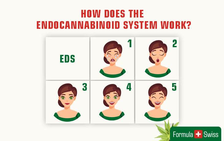 Hoe werkt het endocannabinoïde systeem?