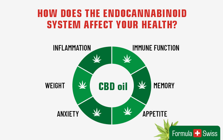 How does the endocannabinoid system affect your health?
