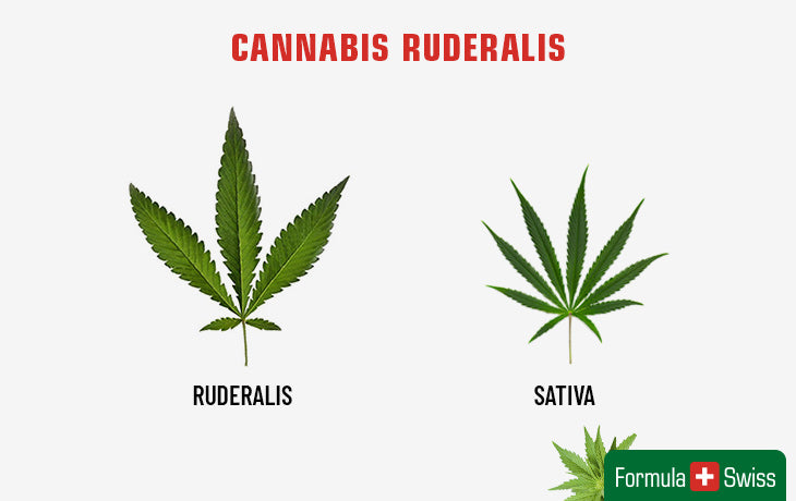 cannabis ruderalis