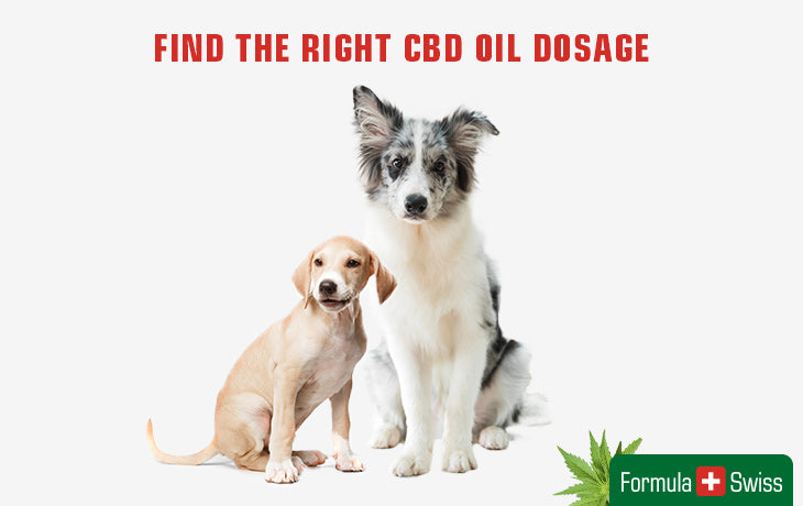 cbd oil dosage for your dog