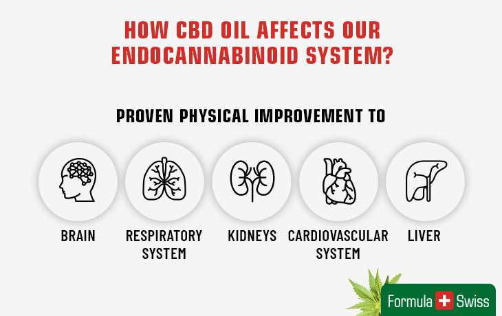 How CBD oil affects our endocannabinoid system