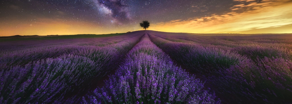 Lavender farm at dusk