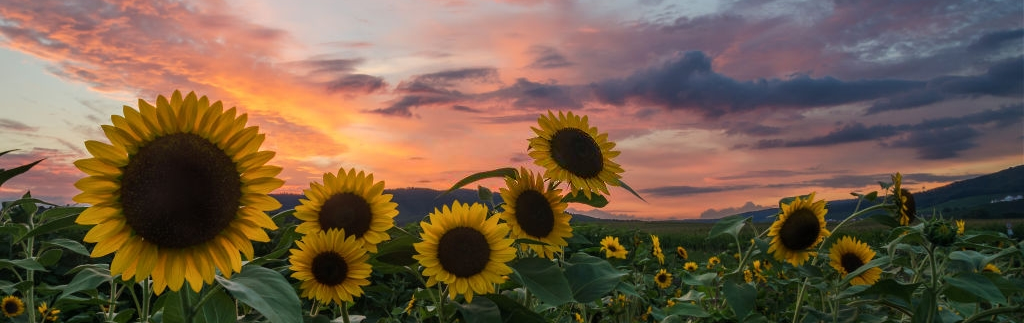 Beautiful closeup of sunflowers in a field with a red sunset in the background
