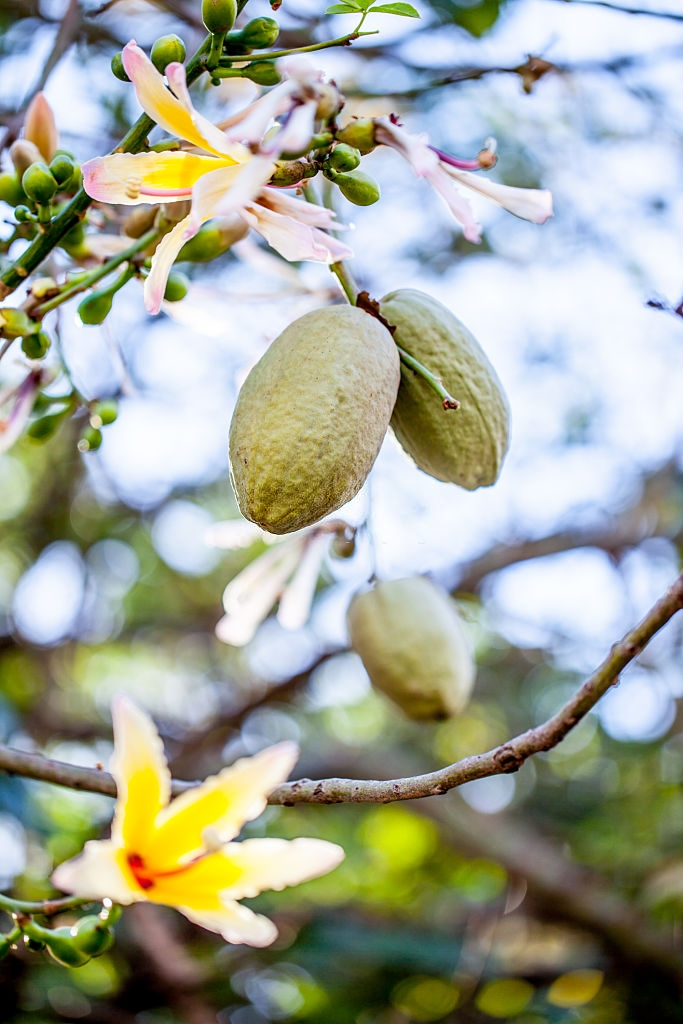 Baobab fruit hanging from a baobab tree with beautiful flower blossoms