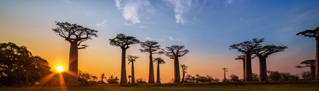 Beautiful massive baobab trees with a beautiful african sunset