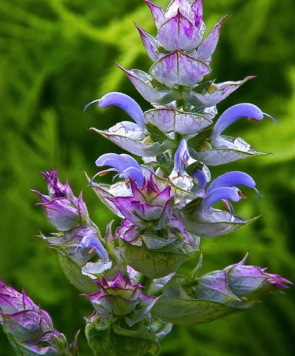 beautiful clary sage blossom closeup