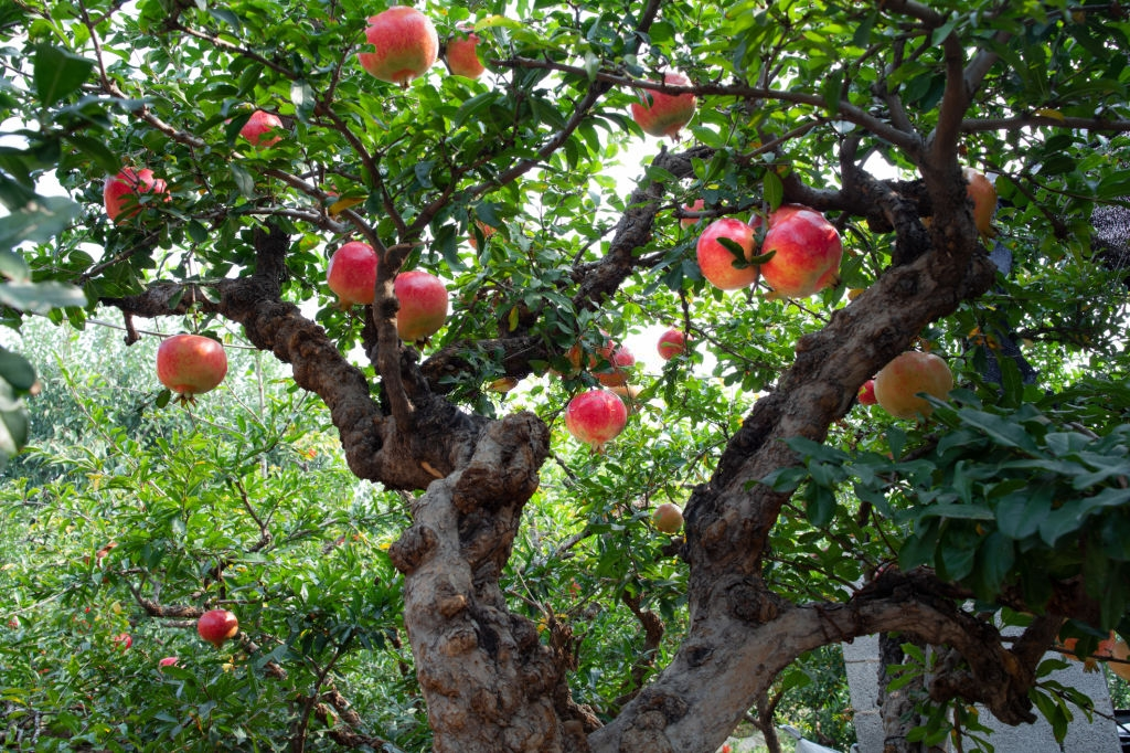 beautiful pomegranate tree with ripe fruit