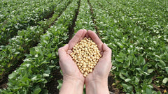 Genetically Modified Soybeans