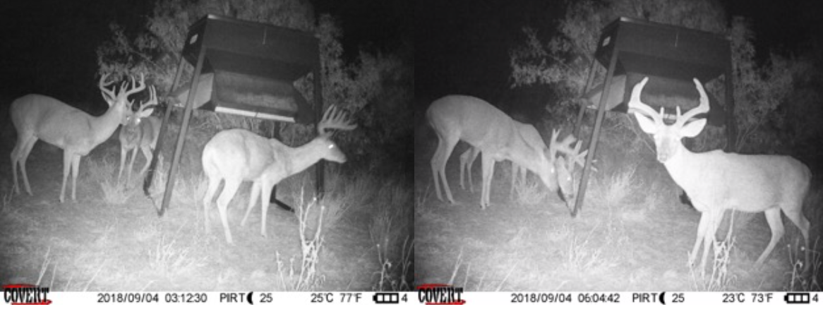 Trail Cam pics