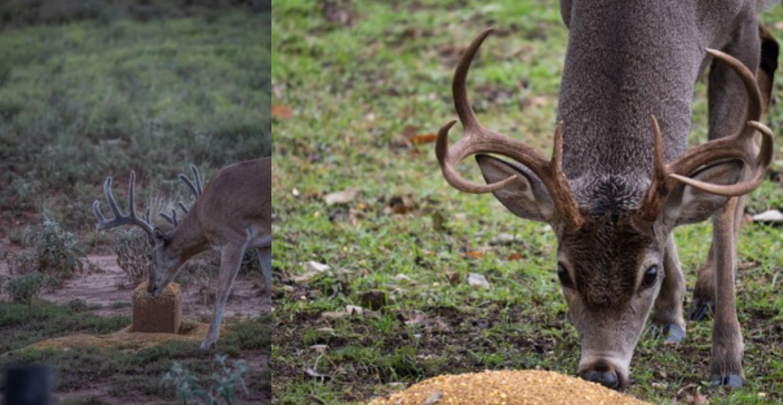 deer eating big&J