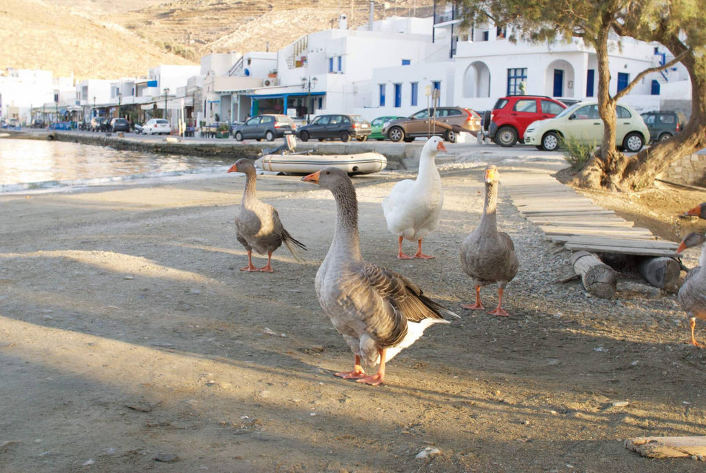 cosa visitare a Tinos