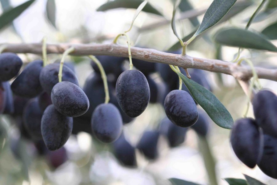 dove comprare le olive di Kalamata