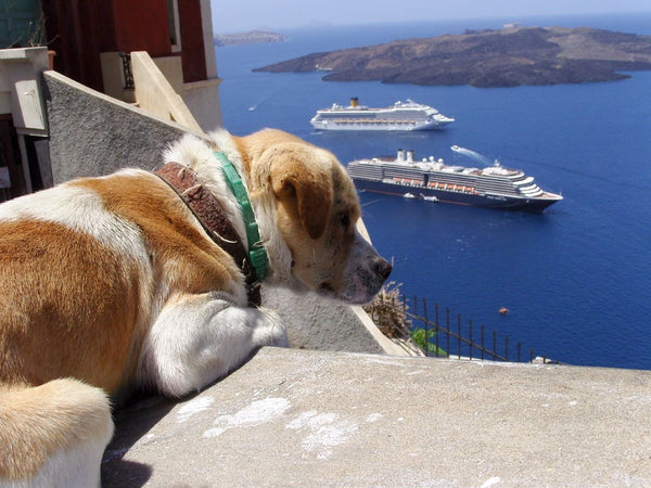 grecia con cane