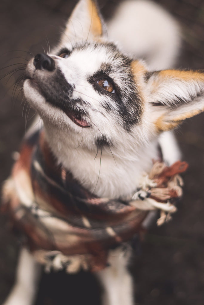 Marble Red Fox