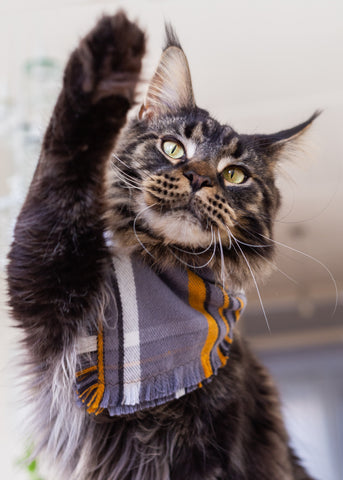mainecoon cat with paw up wearing a scarf