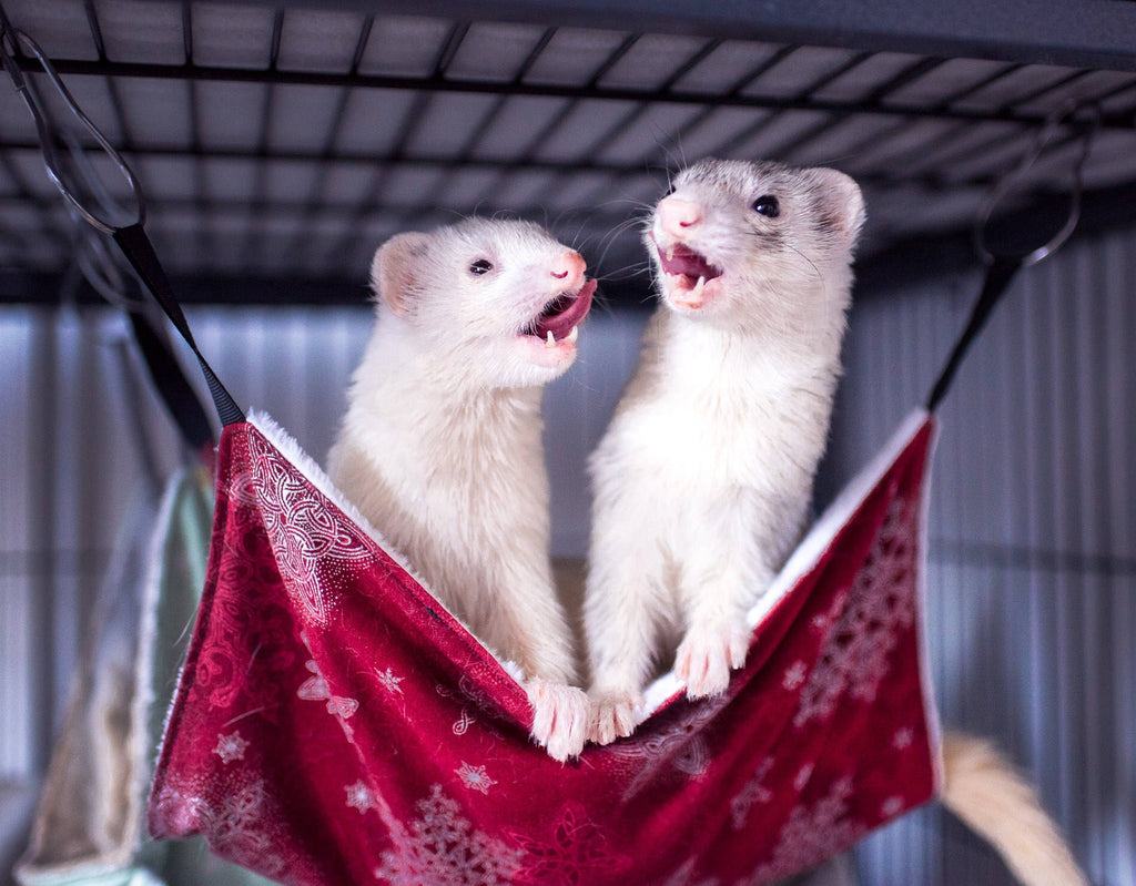Ferrets in a hammock