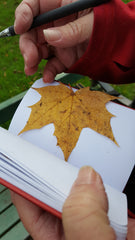 a fallen leaf from Holyrood Palace in Edinburgh Scotland