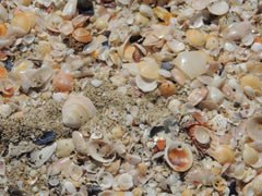 shells on the beach Barcelona Spain