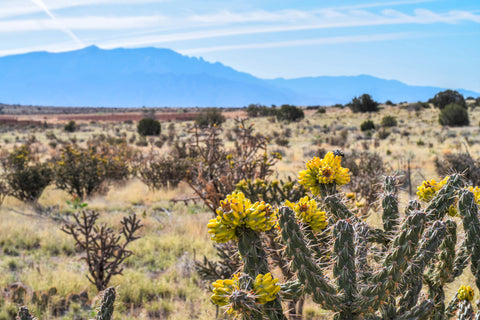 desert cholla cactus nature photography new mexico albuquerque 
