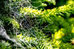 spider webs on bush oregon coast
