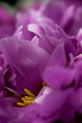 purple flower nature photography