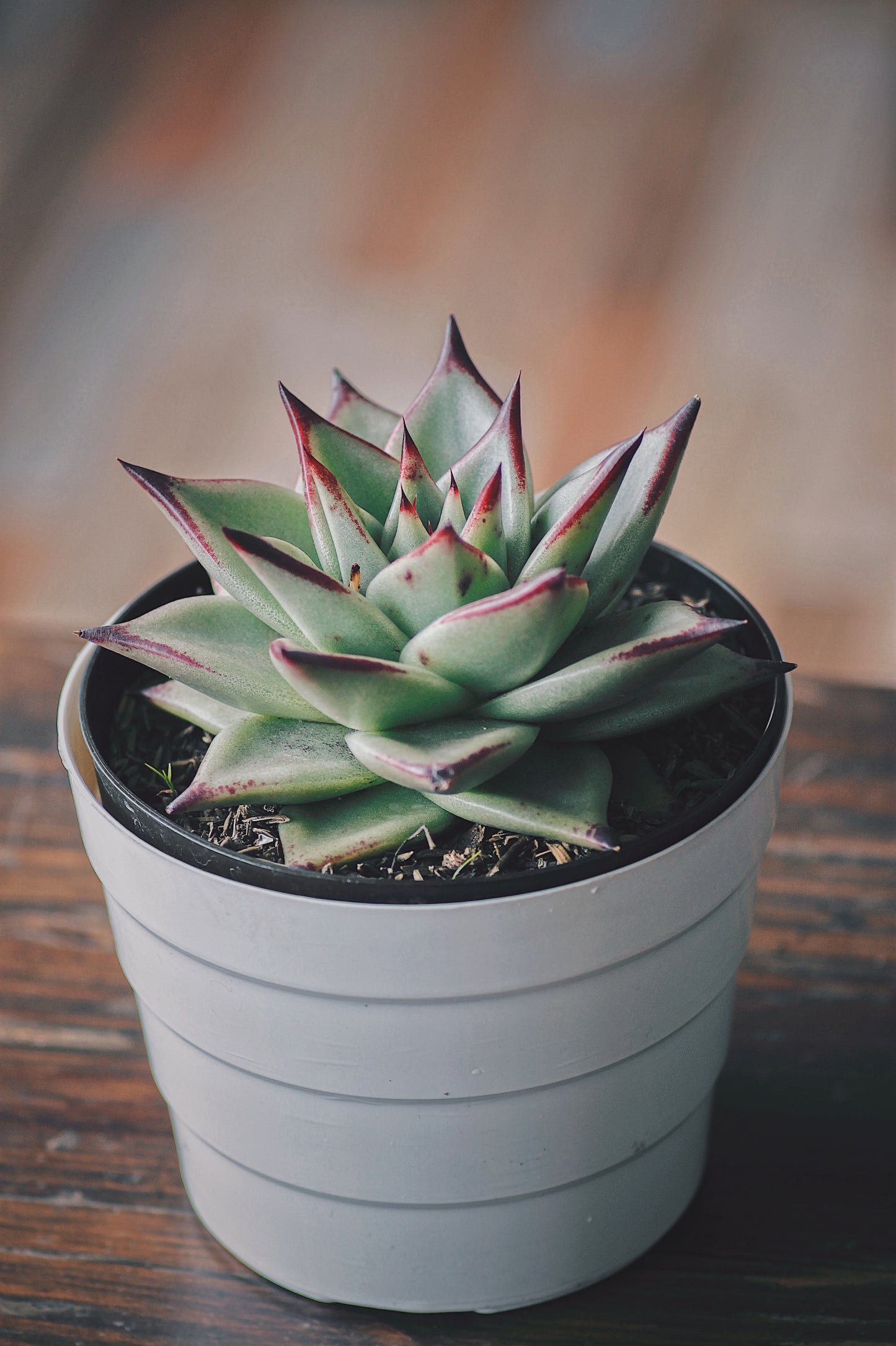 Suculenta Echeveria Agavoides Ebony, Para interior Tamaño grande