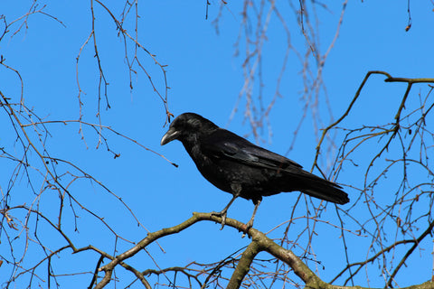 The Crow's Nest – Manuscription introduction assessment and critique
