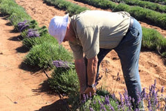Bella Lavender Estate - Mario Centofanti harvesting lavender