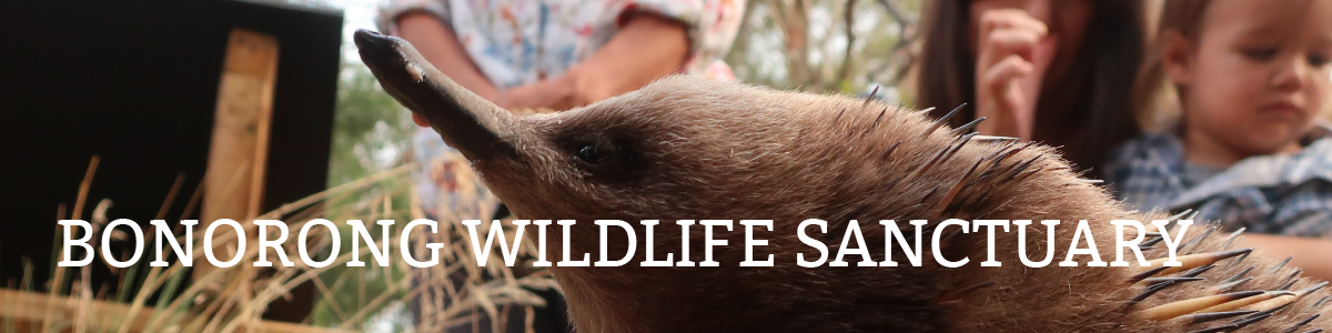 Bonorong Wildlife Sanctuary