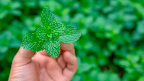 BENEFICIOS DE CONSUMIR TÉ VERDE