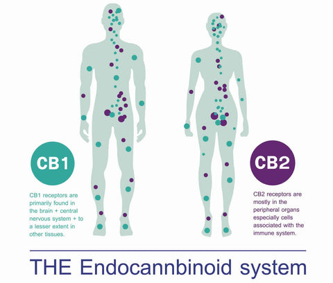 iSmokeShop, CBD, Cannabidiol, Hemp, Medical Marijuana, Everything You Need to Know About CBD, Endocannabinoid System, Cannabinoids, Herbal Medicine,