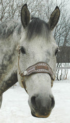 Barney from Foothills Farm