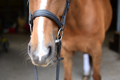 Foothills Farm Sudbury Ontario Riding Lessons