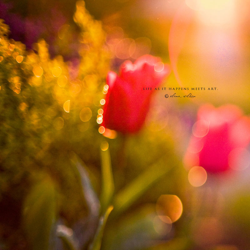 tulips at sunset - freelensed photograph