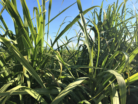 Sugar Cane Farm - Murwillumbah NSW 