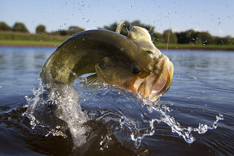 Bass Fishing