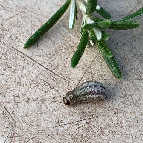 Jekka's: Rosemary Beetle Larvae