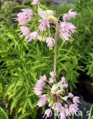 Jekka's: Nodding Onion